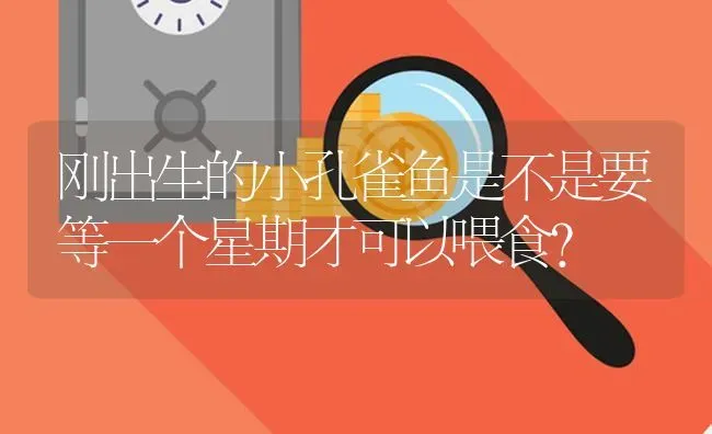 刚出生的小孔雀鱼是不是要等一个星期才可以喂食？ | 鱼类宠物饲养