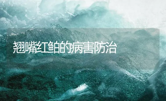 翘嘴红鲌的病害防治 | 海水养殖技术