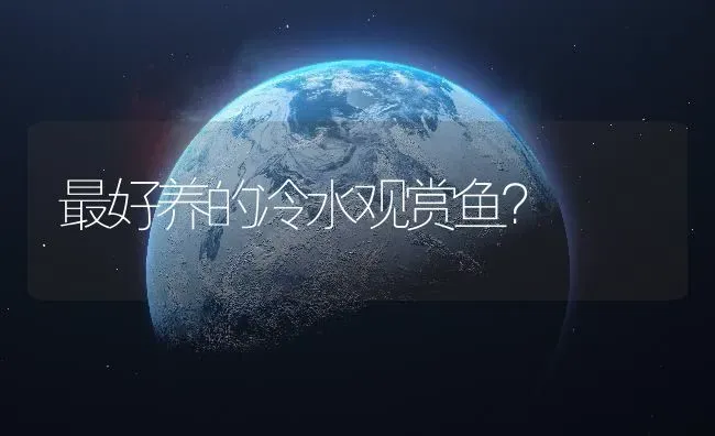 最好养的冷水观赏鱼？ | 鱼类宠物饲养