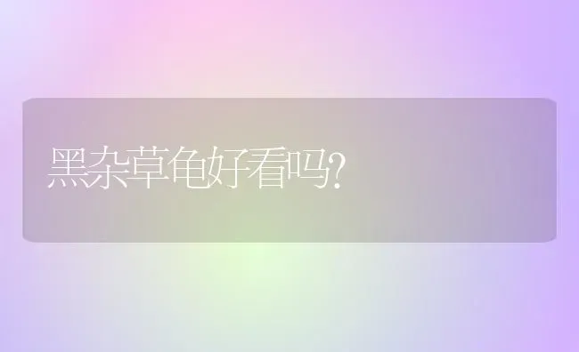 黑杂草龟好看吗？ | 动物养殖问答