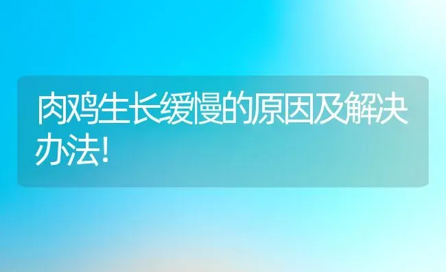 肉鸡生长缓慢的原因及解决办法！ | 动物养殖教程