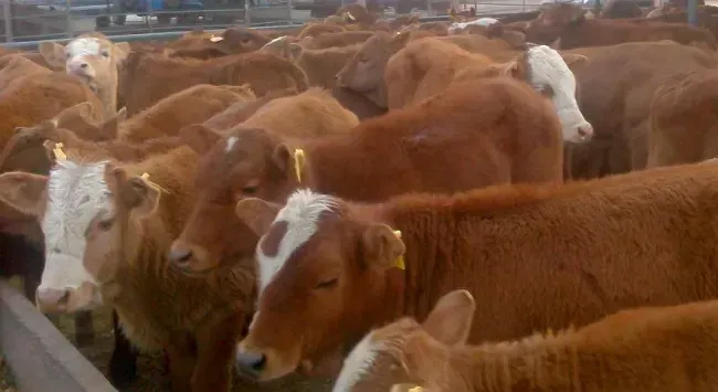 如何提高肉牛采食量