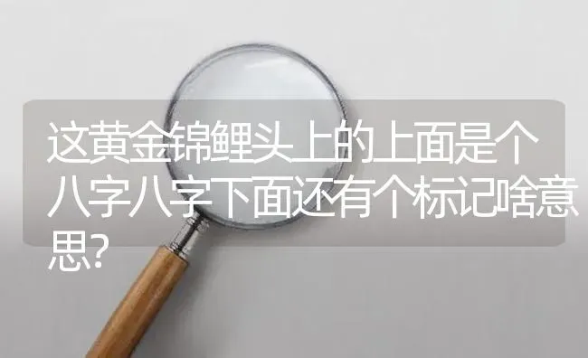 这黄金锦鲤头上的上面是个八字八字下面还有个标记啥意思？ | 鱼类宠物饲养