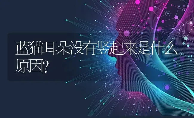 蓝猫耳朵没有竖起来是什么原因？ | 动物养殖问答