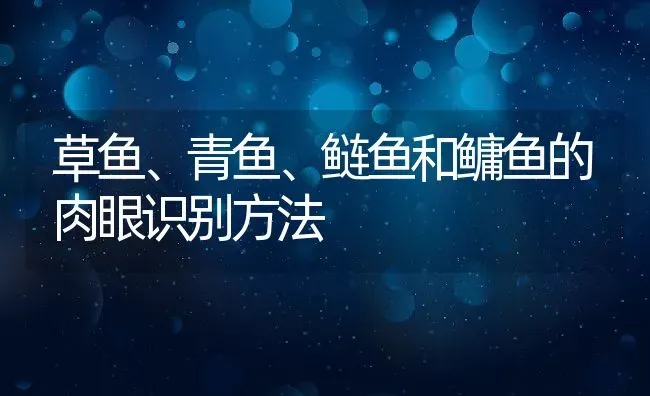 草鱼、青鱼、鲢鱼和鳙鱼的肉眼识别方法 | 动物养殖百科