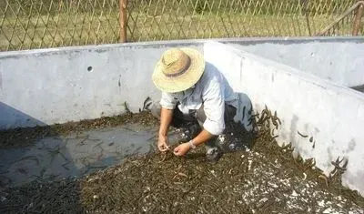 水蛭养殖基地的建造