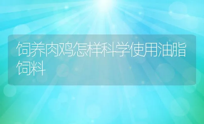 饲养肉鸡怎样科学使用油脂饲料 | 动物养殖学堂