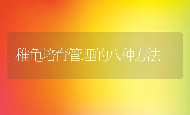 稚龟培育管理的八种方法 | 动物养殖学堂