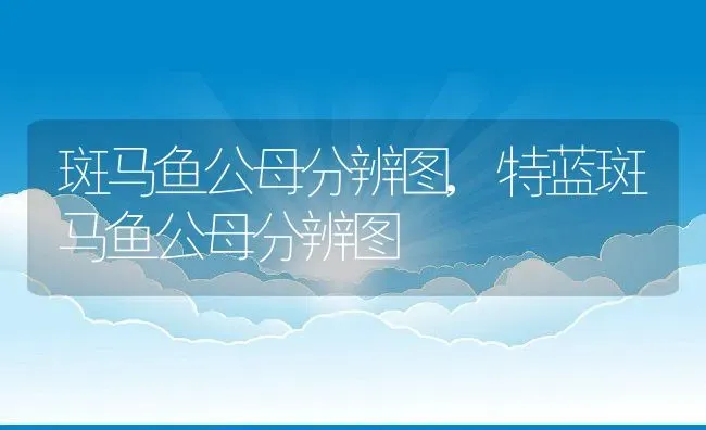 斑马鱼公母分辨图,特蓝斑马鱼公母分辨图 | 宠物百科知识