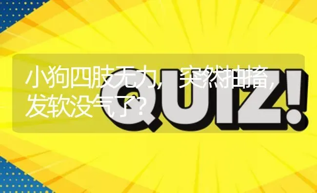 小狗四肢无力,突然抽搐，发软没气了？ | 动物养殖问答