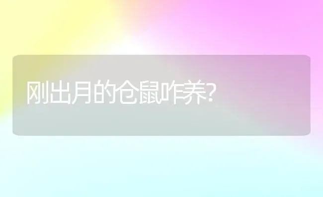 刚出月的仓鼠咋养？ | 动物养殖问答