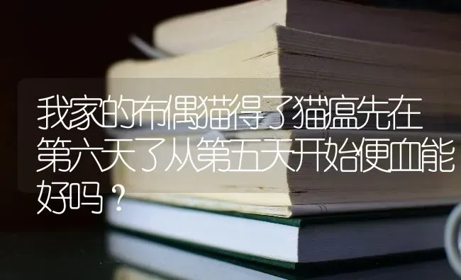 我家的布偶猫得了猫瘟先在第六天了从第五天开始便血能好吗？ | 动物养殖问答