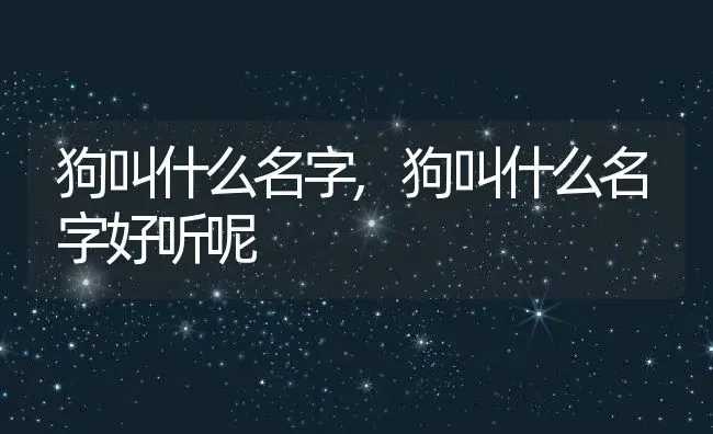 狗叫什么名字,狗叫什么名字好听呢 | 宠物百科知识