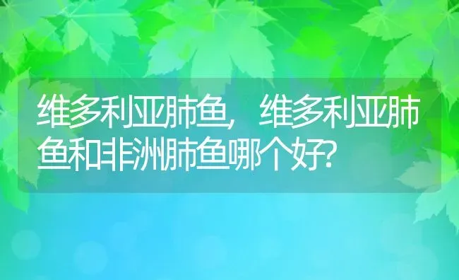 维多利亚肺鱼,维多利亚肺鱼和非洲肺鱼哪个好? | 宠物百科知识