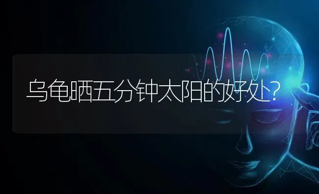 什么狗不掉毛无体臭？ | 动物养殖问答