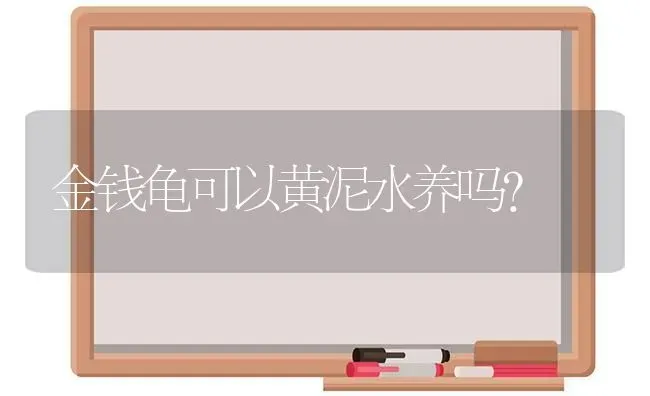 金钱龟可以黄泥水养吗？ | 动物养殖问答