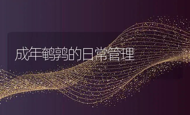 成年鹌鹑的日常管理 | 动物养殖教程