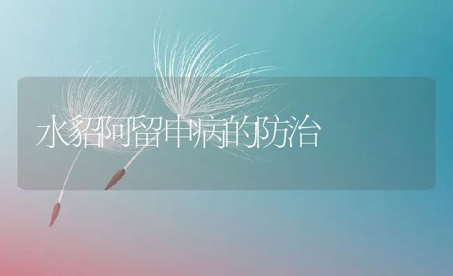 水貂阿留申病的防治 | 动物养殖学堂