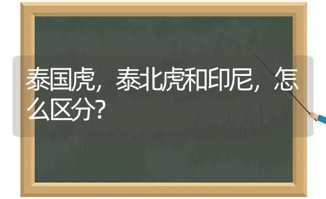 泰国虎，泰北虎和印尼，怎么区分？ | 动物养殖问答