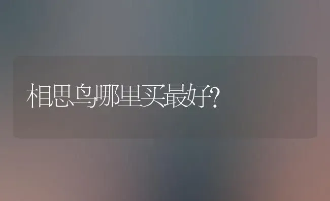 相思鸟哪里买最好？ | 动物养殖问答