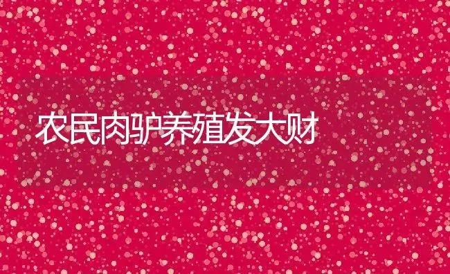 农民肉驴养殖发大财 | 动物养殖教程