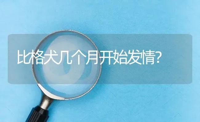 比格犬几个月开始发情？ | 动物养殖问答