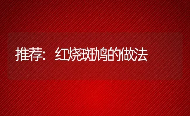 推荐:红烧斑鸠的做法 | 动物养殖百科