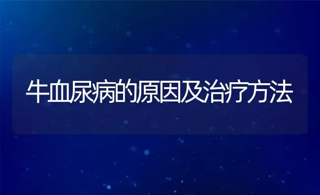 牛血尿病的原因及治疗方法 | 动物养殖教程