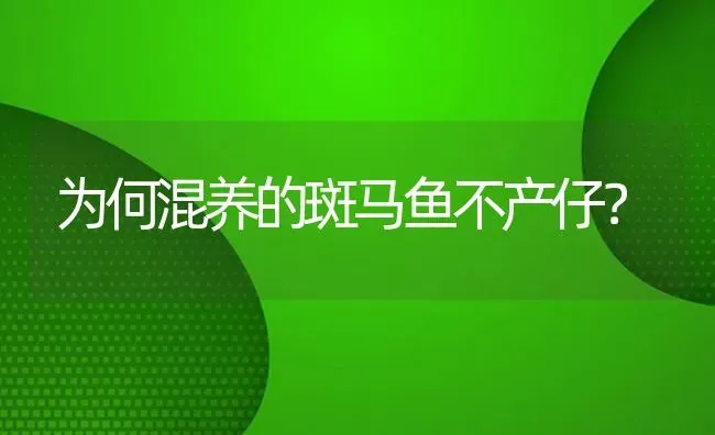 为何混养的斑马鱼不产仔？ | 鱼类宠物饲养