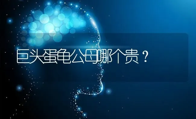 巨头蛋龟公母哪个贵？ | 动物养殖问答