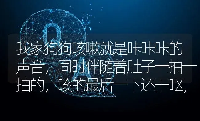 我家狗狗咳嗽就是咔咔咔的声音，同时伴随着肚子一抽一抽的，咳的最后一下还干呕，但什么也没吐出来，拜托？ | 动物养殖问答