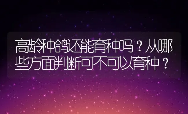 高龄种鸽还能育种吗？从哪些方面判断可不可以育种？ | 动物养殖百科