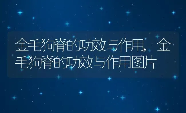 金毛狗脊的功效与作用,金毛狗脊的功效与作用图片 | 宠物百科知识