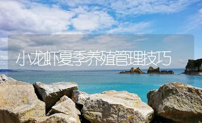 小龙虾夏季养殖管理技巧 | 海水养殖技术