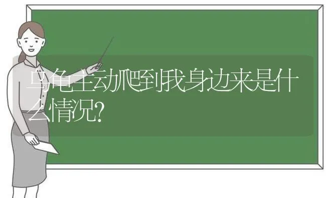 乌龟主动爬到我身边来是什么情况？ | 动物养殖问答