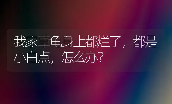 我家草龟身上都烂了，都是小白点，怎么办？ | 动物养殖问答