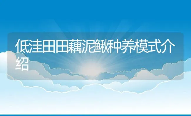 低洼田田藕泥鳅种养模式介绍 | 水产养殖知识