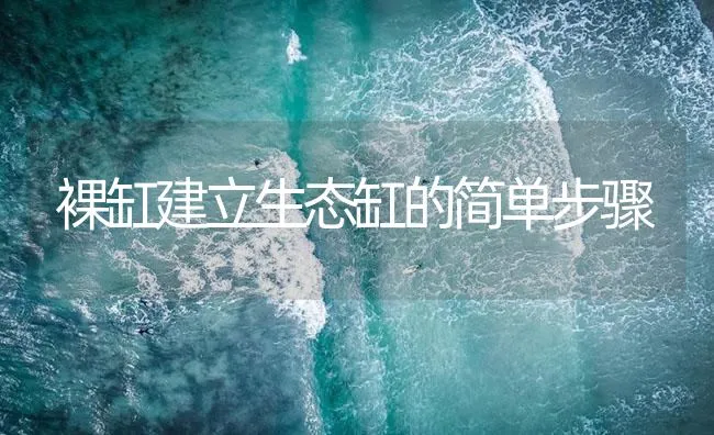 裸缸建立生态缸的简单步骤 | 海水养殖技术