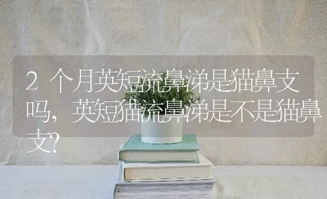 2个月英短流鼻涕是猫鼻支吗，英短猫流鼻涕是不是猫鼻支？ | 动物养殖问答