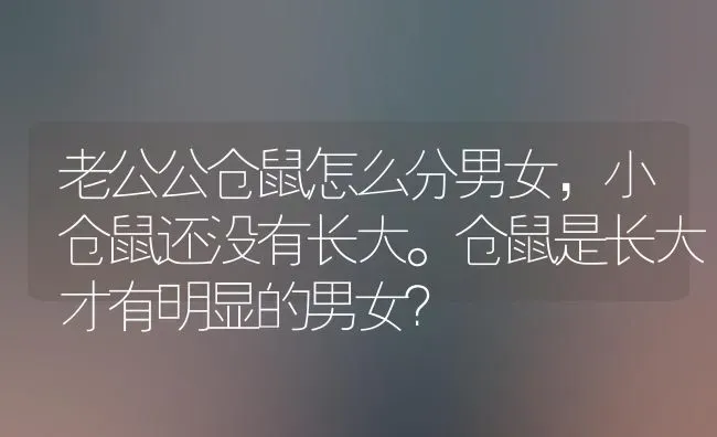 老公公仓鼠怎么分男女，小仓鼠还没有长大。仓鼠是长大才有明显的男女？ | 动物养殖问答