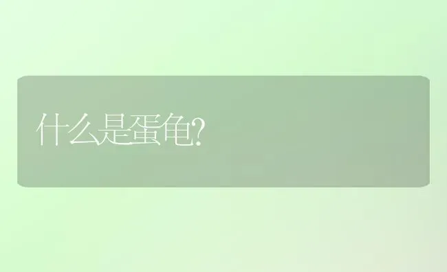 什么是蛋龟？ | 动物养殖问答