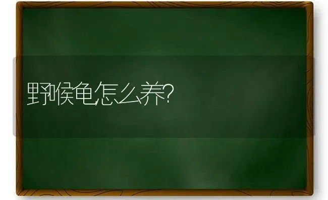 野喉龟怎么养？ | 动物养殖问答