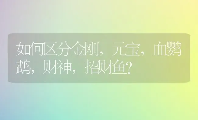 如何区分金刚，元宝，血鹦鹉，财神，招财鱼？ | 动物养殖问答