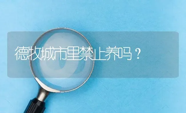 德牧城市里禁止养吗？ | 动物养殖问答