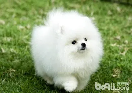 博美犬能吃什么水果,博美能吃冬枣吗？