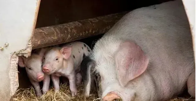 为何母猪产后不食？到底该怎么办？看养猪专家是如何解决的！