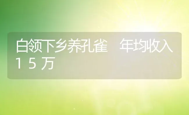 白领下乡养孔雀 年均收入15万 | 动物养殖教程