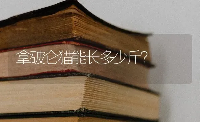 拿破仑猫能长多少斤？ | 动物养殖问答