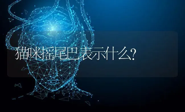 猫咪摇尾巴表示什么？ | 动物养殖问答