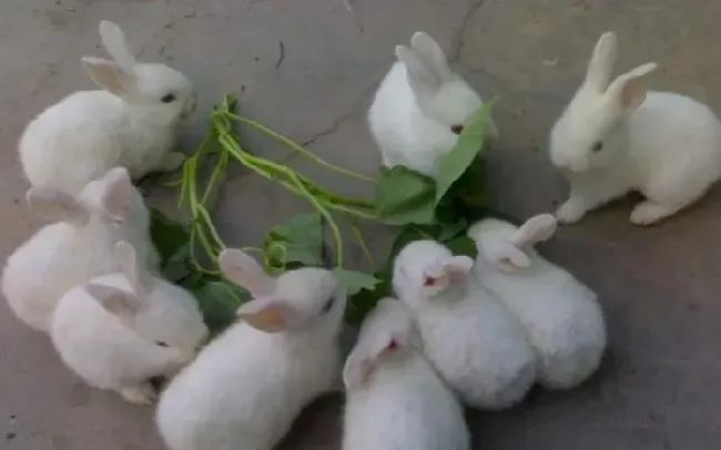 獭兔盛夏饲养管理技术